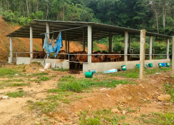 Trang trại bò của đồng chí Phạm Văn Lợi với hơn 45 con