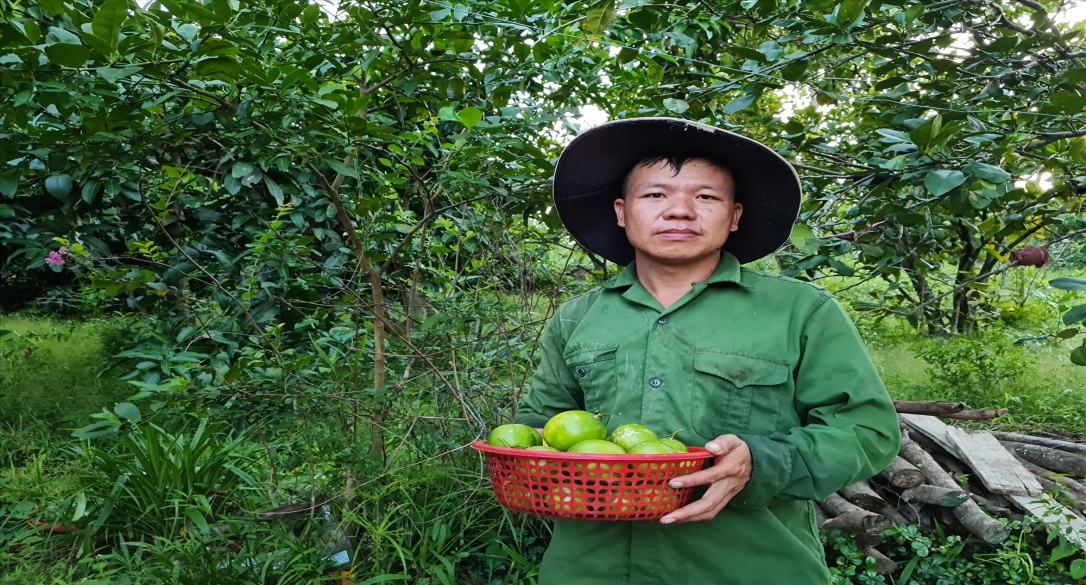 Vườn chanh bản địa của Cựu quân nhân Nguyễn Công Cường