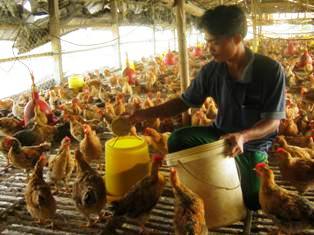 Trang trại chăn nuôi gà công nghiệp và cá nước ngọt của CCB Nguyễn Văn Kiệt