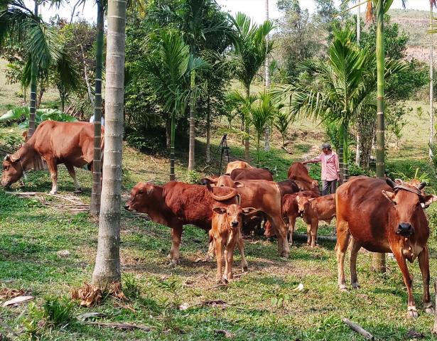 Mô hình chăn nuôi bò kết hợp với trồng cau, keo lai vươn lên thoát nghèo của Cựu chiến binh Huỳnh Ngọc Vị, ở thôn 1, xã Tiên Lãnh