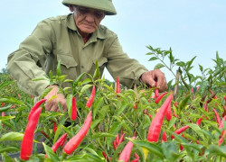 Cựu chiến binh Hoàng Văn Tình có nguồn thu nhập khá cao nhờ trồng ớt
