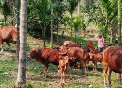 Mô hình chăn nuôi bò kết hợp với trồng cau, keo lai vươn lên thoát nghèo của Cựu chiến binh Huỳnh Ngọc Vị, ở thôn 1, xã Tiên Lãnh