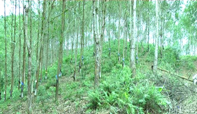 Rừng cao su của CCB Lê Thị Phượng