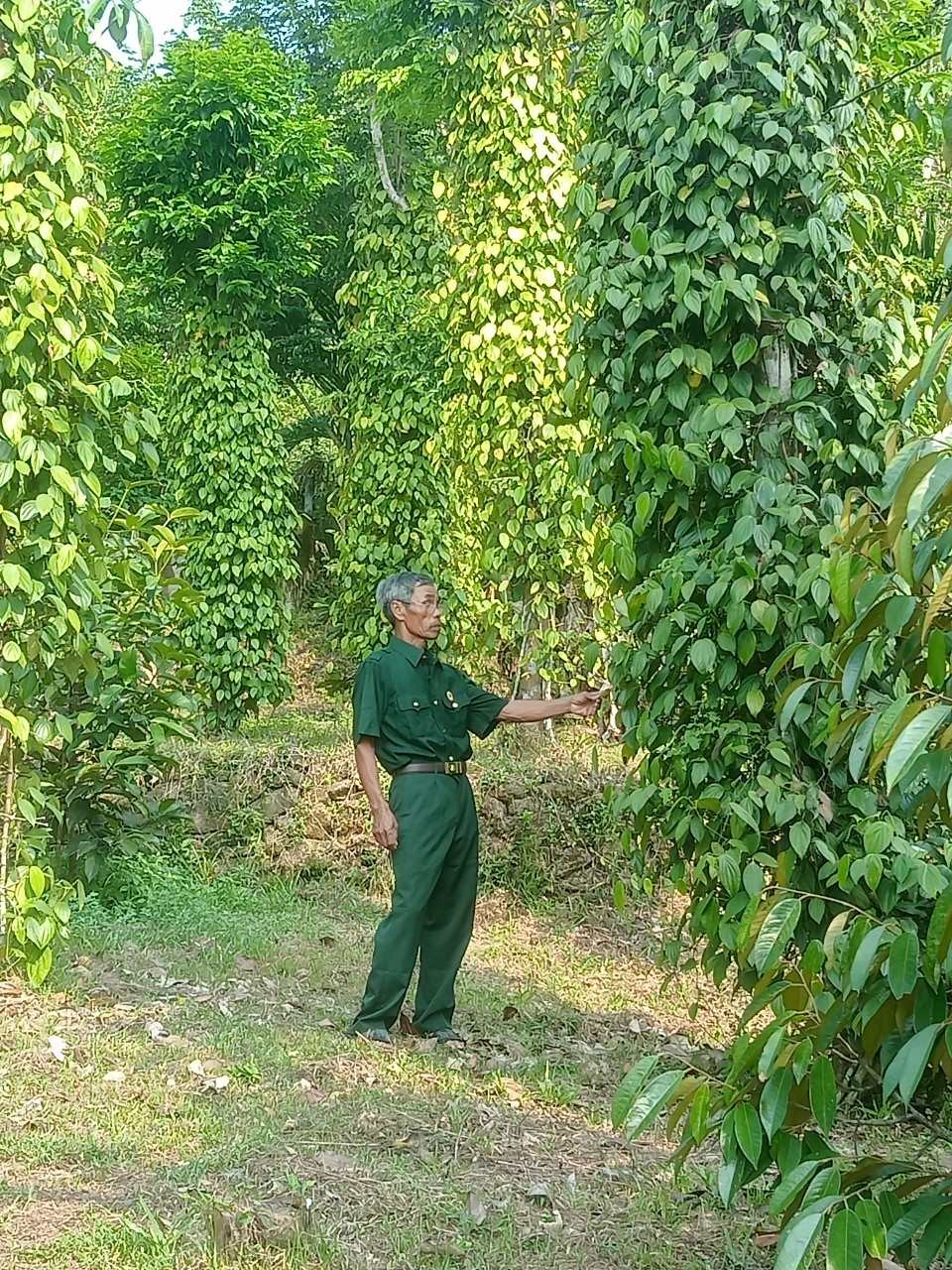 Mô hình trồng Tiêu Tiên Phước của hội viên Phạm Văn Khôi   Chi hội CCB thôn 4